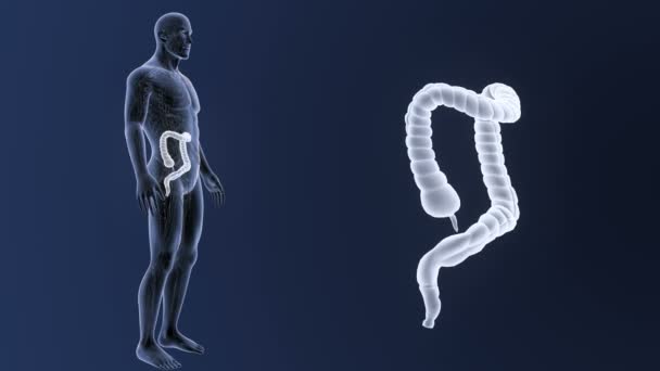 Large intestine zoom with anatomy. — Stock Footage Large Intestine Zoom Anatomy Royalty Free Stock Video