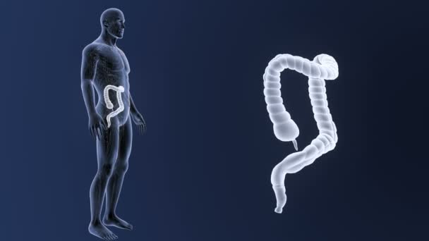 Zoom Sull Intestino Crasso Con Anatomia — Video Stock