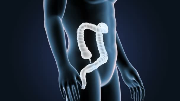 Zoom Intestino Grueso Con Anatomía — Vídeos de Stock