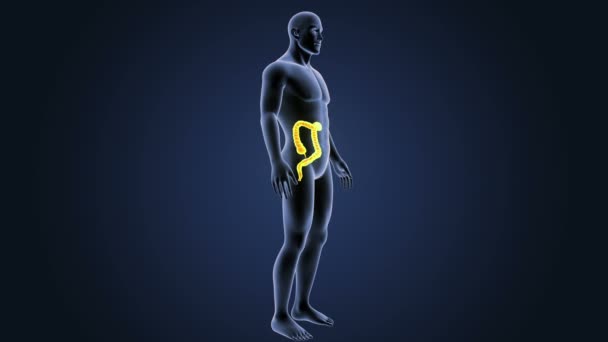 Zoom Sur Gros Intestin Avec Anatomie — Video