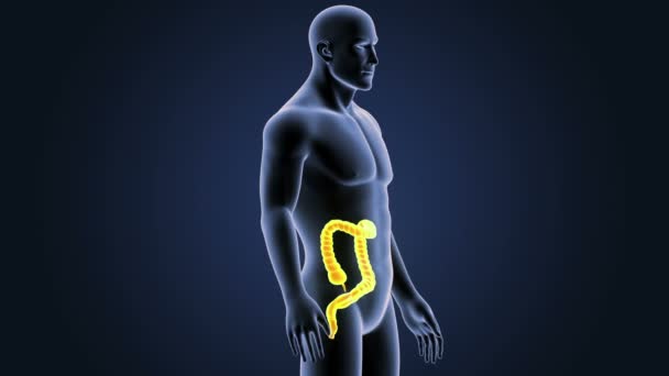 Zoom sur le gros intestin avec anatomie .