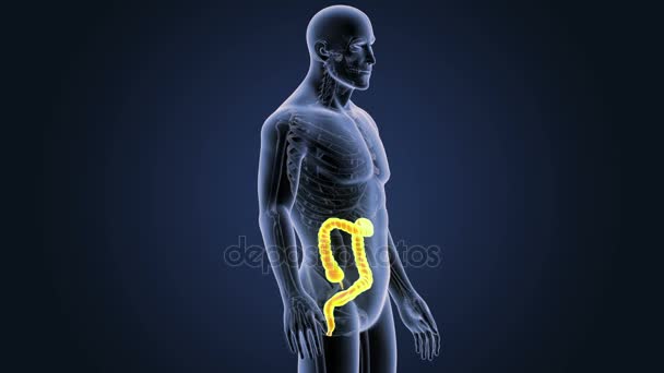 Large intestine zoom with anatomy. — Stock Footage Large Intestine Zoom Anatomy Royalty Free Stock Footage
