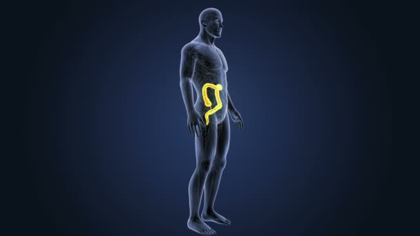 Besar Usus Zoom Dengan Anatomi — Stok Video