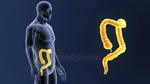 Zoom Sull Intestino Crasso Con Anatomia — Video Stock