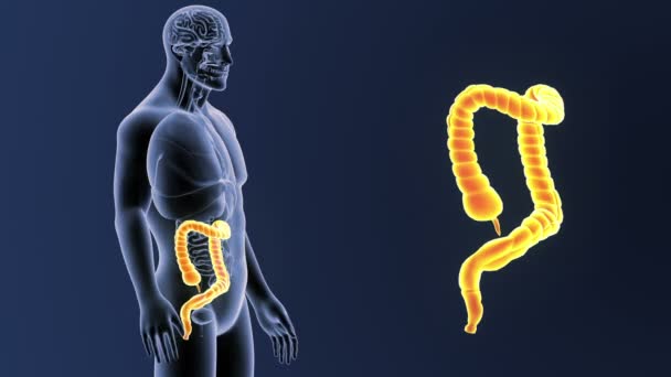 Zoom Intestino Grueso Con Anatomía — Vídeo de stock