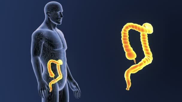 大肠变焦与解剖 — 图库视频影像