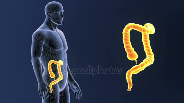 Zoom Intestino Grosso Com Anatomia — Vídeo de Stock