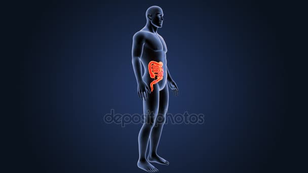 Zoom Intestinal Con Anatomía Sobre Fondo Azul — Vídeos de Stock