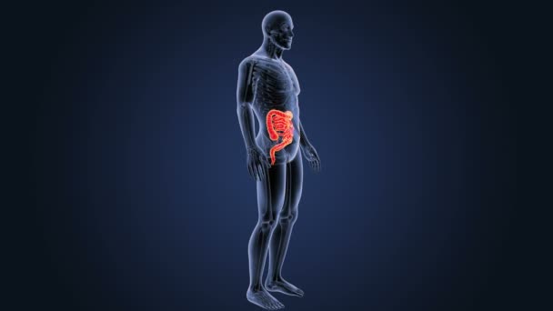Zoom Intestinale Con Anatomia Sfondo Blu — Video Stock