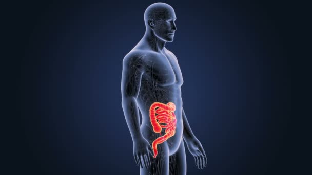 Intestine Skeleton Blue Background — Stock Video