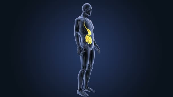 Stomaco e intestino tenue — Video Stock