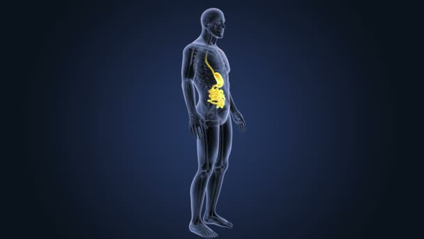 Stomach and small intestine — Stock Video