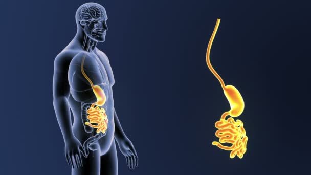 Estómago e intestino delgado — Vídeos de Stock