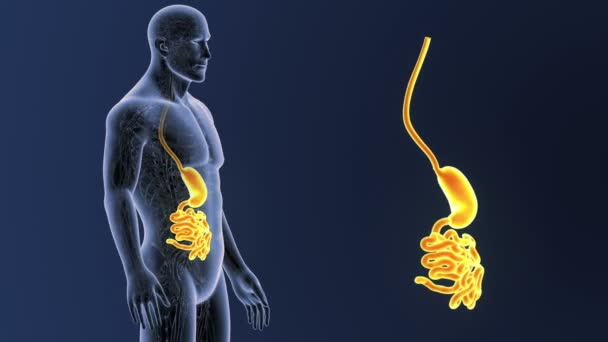 Estómago e intestino delgado — Vídeos de Stock