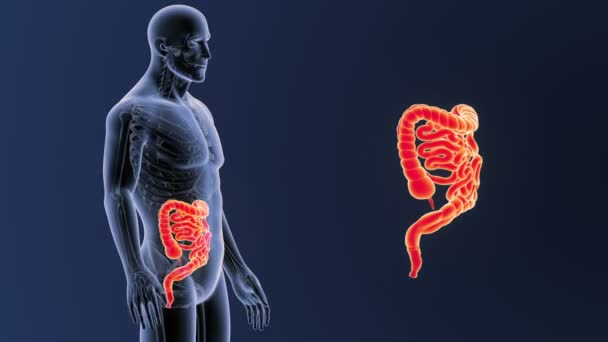 肠与骨骼在蓝色背景 — 图库视频影像