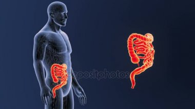 Bağırsak iskelet üzerinde mavi arka plan ile 