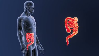 Bağırsak iskelet üzerinde mavi arka plan ile 