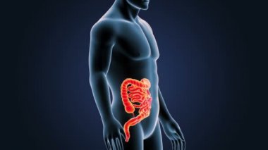 Bağırsak iskelet üzerinde mavi arka plan ile 