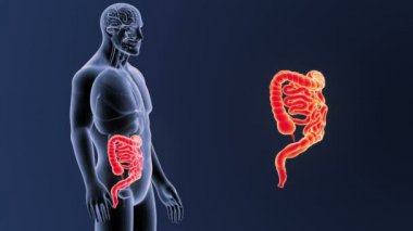 Bağırsak iskelet üzerinde mavi arka plan ile 