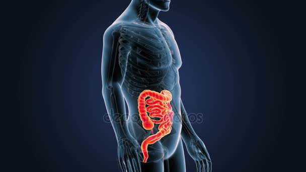 Intestine Skeleton Blue Background — Stock Video