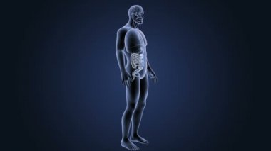 Bağırsak iskelet üzerinde mavi arka plan ile 