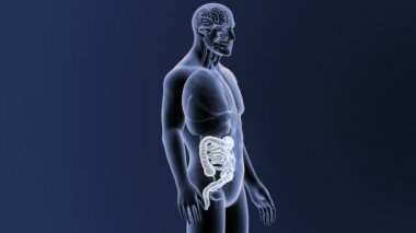 Bağırsak iskelet üzerinde mavi arka plan ile 