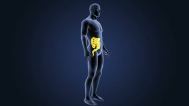 Bağırsak iskelet üzerinde mavi arka plan ile 