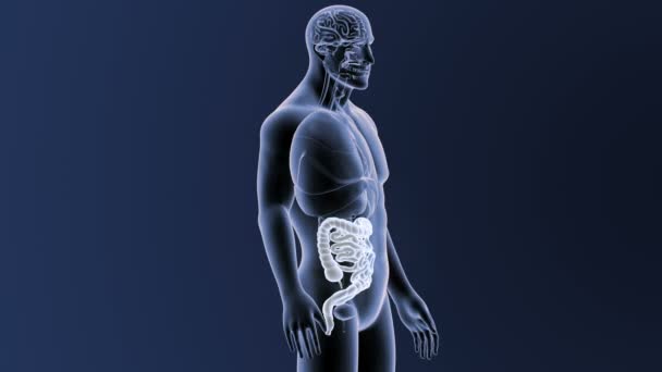 Intestin avec squelette sur fond bleu  