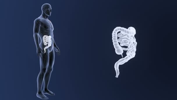 Intestino Con Scheletro Sfondo Blu — Video Stock