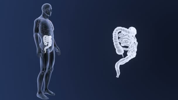 肠与骨骼在蓝色背景 — 图库视频影像