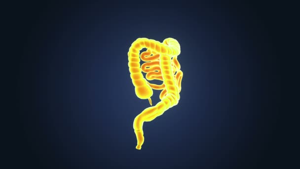 小さく 大きい腸のクローズ アップ — ストック動画