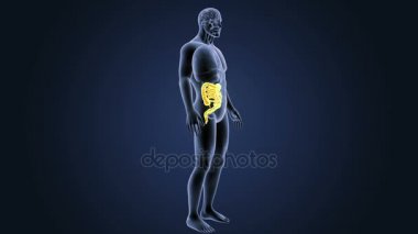 Bağırsak iskelet üzerinde mavi arka plan ile 