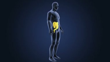 Bağırsak iskelet üzerinde mavi arka plan ile 