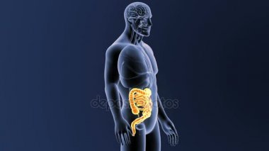 Bağırsak iskelet üzerinde mavi arka plan ile 