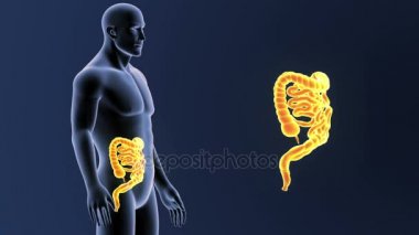 Bağırsak iskelet üzerinde mavi arka plan ile 