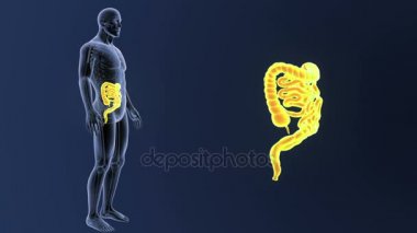 Bağırsak iskelet üzerinde mavi arka plan ile 