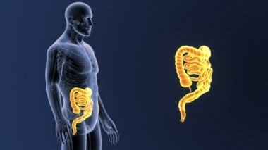 Bağırsak iskelet üzerinde mavi arka plan ile 