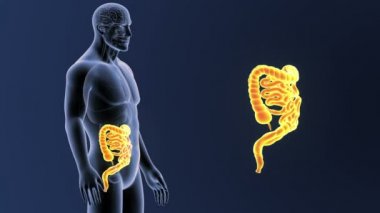 Bağırsak iskelet üzerinde mavi arka plan ile 