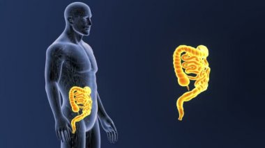 Bağırsak iskelet üzerinde mavi arka plan ile 