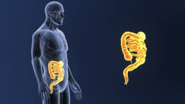 Bağırsak iskelet üzerinde mavi arka plan ile 