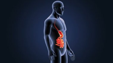 Mide ve ince bağırsak