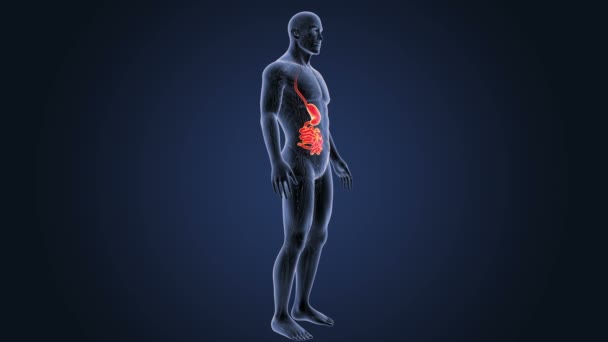 bloated stomach and feeling sick and tired male bloated stomach and feeling sick and tired male