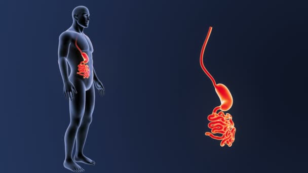 胃和小肠 — 图库视频影像