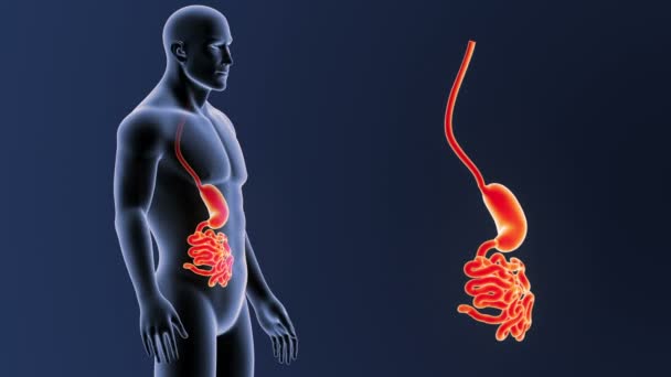 Estómago e intestino delgado — Vídeo de stock