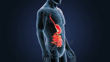 Mide ve ince bağırsak