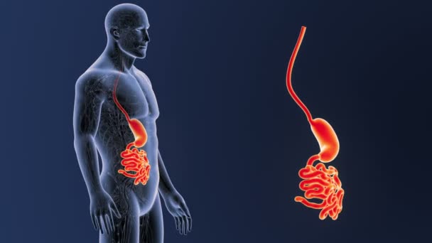 Estómago e intestino delgado — Vídeo de stock