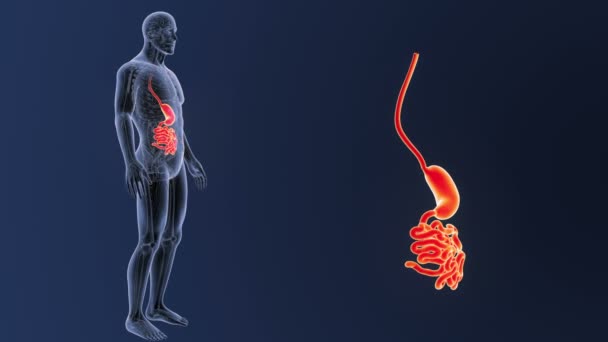 Estómago e intestino delgado — Vídeos de Stock