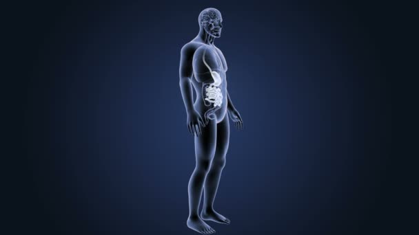 Stomaco e intestino tenue — Video Stock