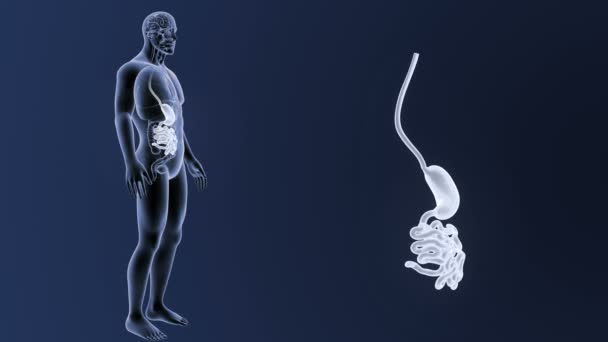 胃および小腸 — ストック動画