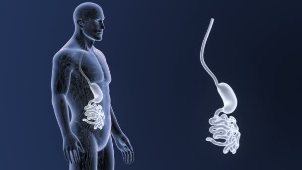 胃和小肠 — 图库视频影像